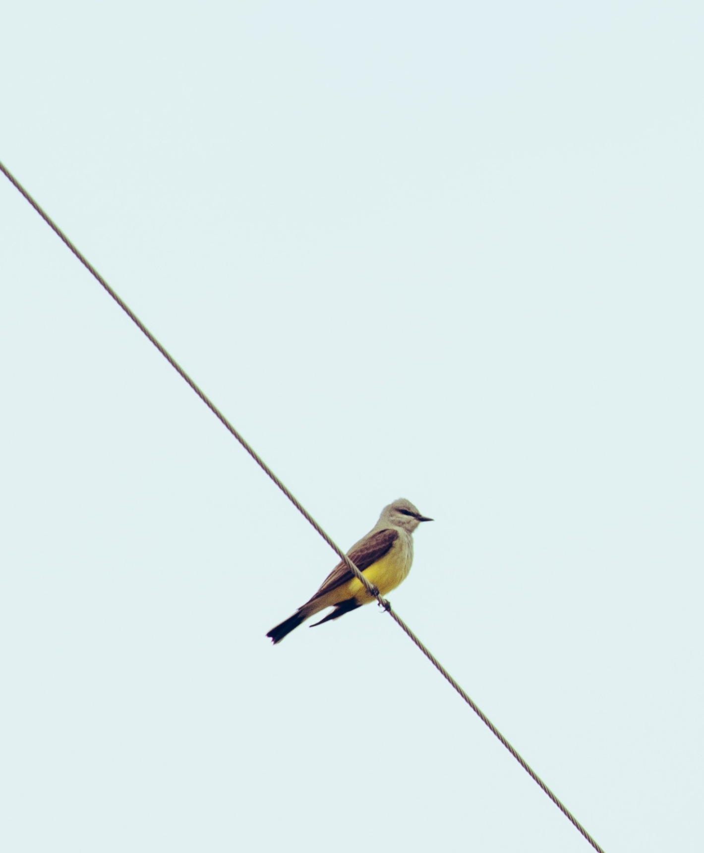 bird on wire ai marketing agency