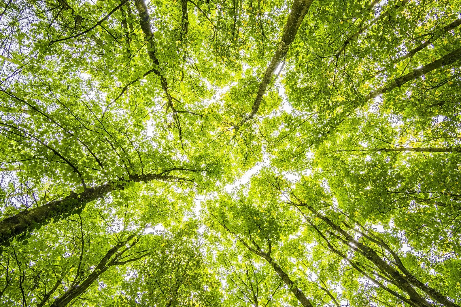 New York Climate Week 2025: the need-to-knows